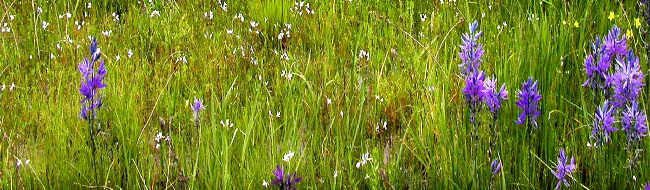 grass-field-with-buttercup-flowers-background-header