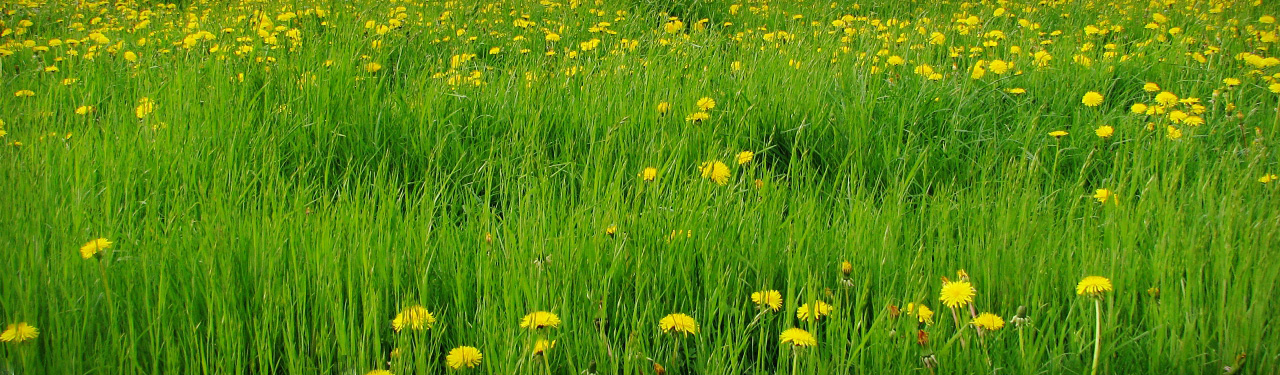 green-tall-grass-with-yellow-dandelions-flowers-background-header